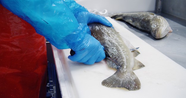 Kungälv filetering av fisk
